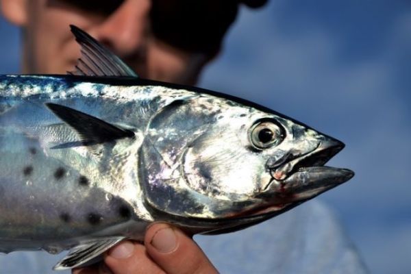 Pesca al tonno con la lenza da traina
