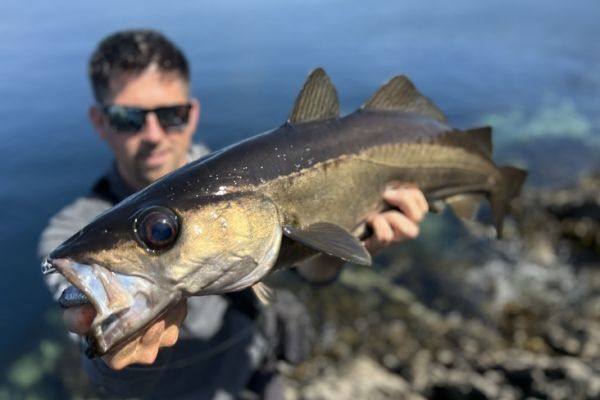 La pesca del merluzzo da riva è eccezionale in Irlanda.