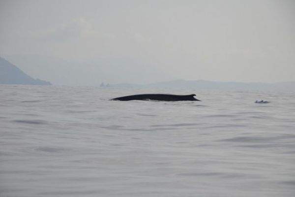Proteggere gli oceani e la fauna selvatica