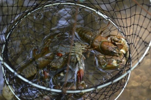 Pesca del gambero di fiume