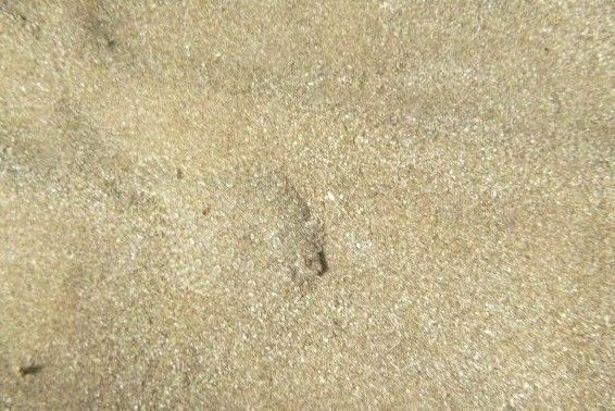 Riesci a trovare il rombo?
