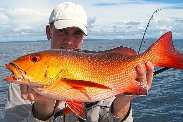 Un bel dentice rosso dell'Oceano Indiano