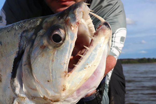 I denti del payara sono impressionanti!