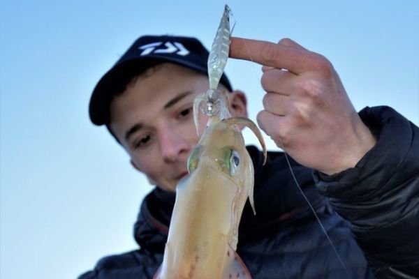 La stagione dei calamari