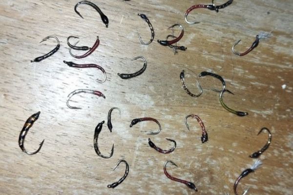 Pesca del coregone